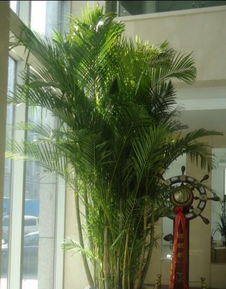 南通0513園藝 專業植物、花草、盆景租賃與養護服務