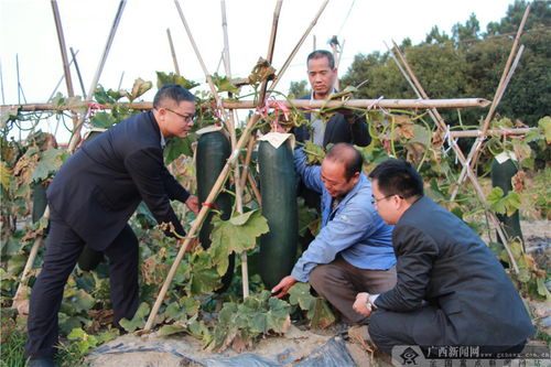 農行欽州郊區支行 深耕種植產業金融服務，賦能農業園藝發展