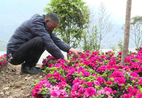新建村 發展花卉苗木產業，壯大村集體經濟