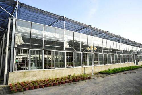 我省優異農業種質資源閃亮世界園藝博覽會，展現農業園藝服務新高度